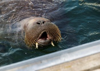 Norveç'te deniz aygırına yaklaşan turiste 900 euro ceza kesildi