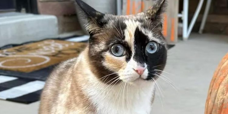 Kargo iade paketine giren kedi yüzlerce kilometre uzağa uçtu