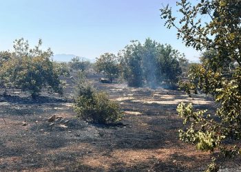 Boğaziçi’nde yangın… Ateş yakarak zarara neden olan kişi tutuklandı