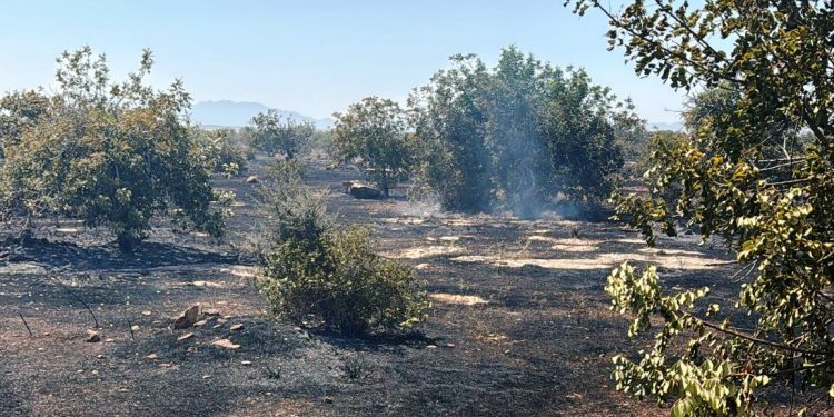 Boğaziçi’nde yangın… Ateş yakarak zarara neden olan kişi tutuklandı