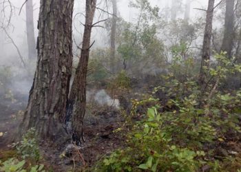 Antalya’da çıkan orman yangını kontrol altına alındı