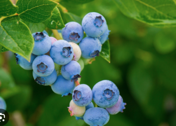 Meyvecilikte yeni uygulamalarla ilgili eğitim