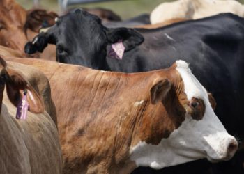 İnekten kuş gribi kaptı