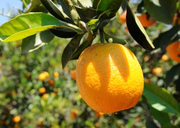 Tarım ve Doğal Kaynaklar Bakanlığı: “Valencia ürünüyle ilgili arazi çalışmaları yarın başlayacak”