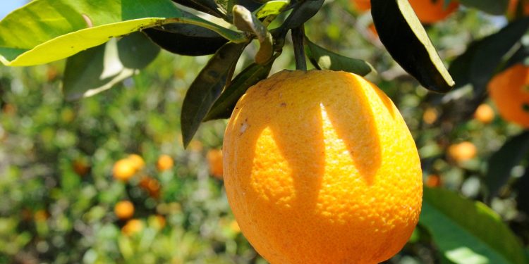 Tarım ve Doğal Kaynaklar Bakanlığı: “Valencia ürünüyle ilgili arazi çalışmaları yarın başlayacak”