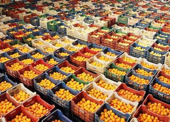 Öztürkler:Soğuk hava deposu narenciye sektörü için stratejik bir yatırımdır