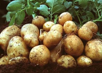 TÜK’ten patates üreticilerine duyuru: “Mağusa Soğuk Hava Deposu hizmete açıldı”