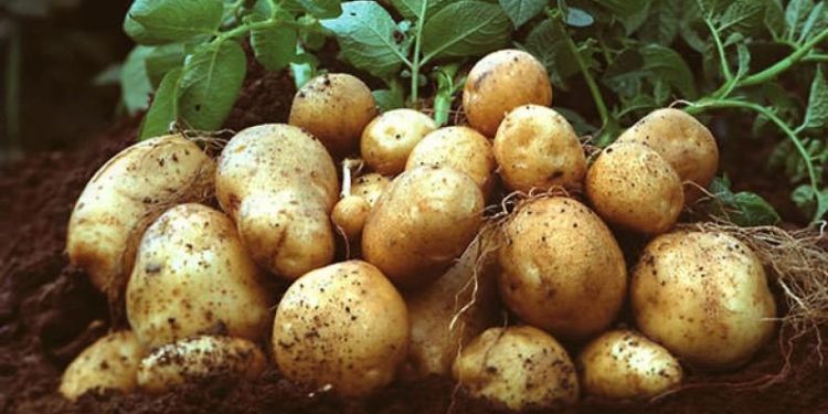 TÜK’ten patates üreticilerine duyuru: “Mağusa Soğuk Hava Deposu hizmete açıldı”