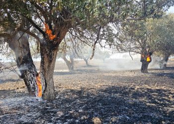 Çınarlı’daki yangında yaklaşık 2 bin dönüm alan kül oldu