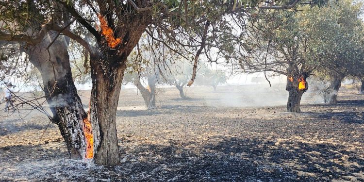Çınarlı’daki yangında yaklaşık 2 bin dönüm alan kül oldu