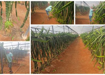 Karpaz’da ‘Ejder Meyvesi’ yetiştirilmeye başlandı