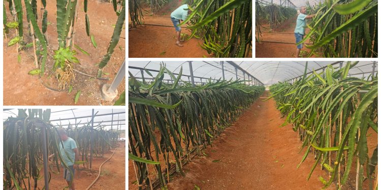 Karpaz’da ‘Ejder Meyvesi’ yetiştirilmeye başlandı