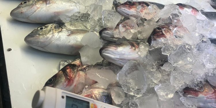 Perakende balık satış noktalarındaki denetimler yapılıyor