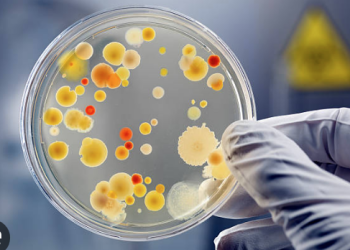 GMO’dan donmuş gıdalarla ilgili uyarı