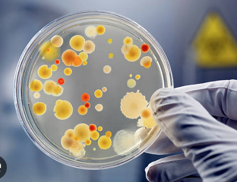 GMO’dan donmuş gıdalarla ilgili uyarı