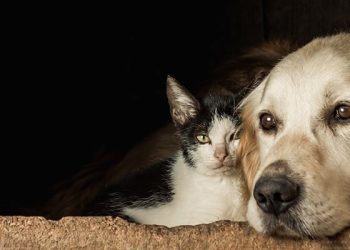 Ceza Yasası’nda hayvan hakları için bazı değişiklikler gündemde…