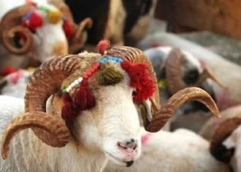 Bugün Kurban Bayramı’nın ikinci günü