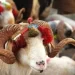 Bugün Kurban Bayramı’nın ikinci günü