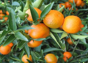 Narenciye üreticileri ödeniyor