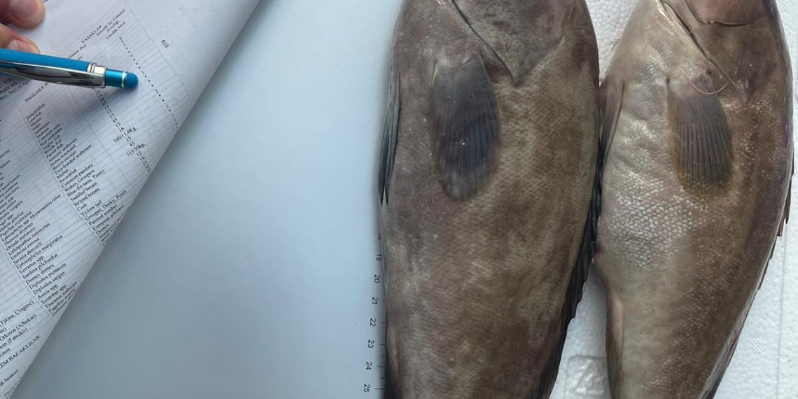 İthal Lahoz balıkları imha edildi