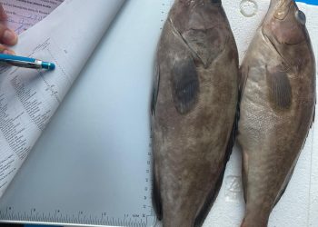 İthal Lahoz balıkları imha edildi