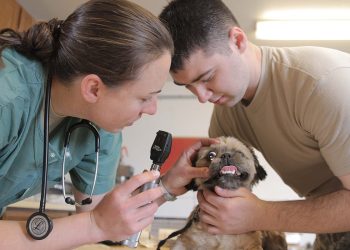 Tarım ve Doğal Kaynaklar Bakanlığı’ndan veteriner hekimlere yönelik eğitim