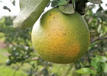 Turunçgil Yeşilleme hastalığı hakkında eğitim…