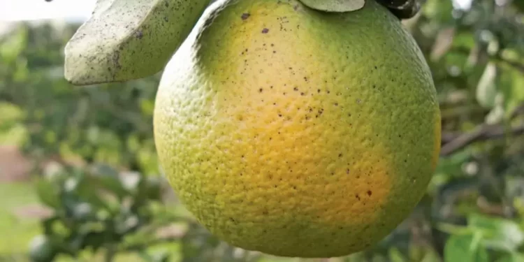 Turunçgil Yeşilleme hastalığı hakkında eğitim…