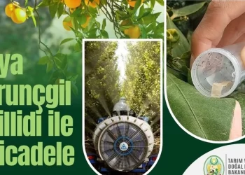 Turunçgil zararlısı için biyolojik mücadele çalışmaları sürüyor