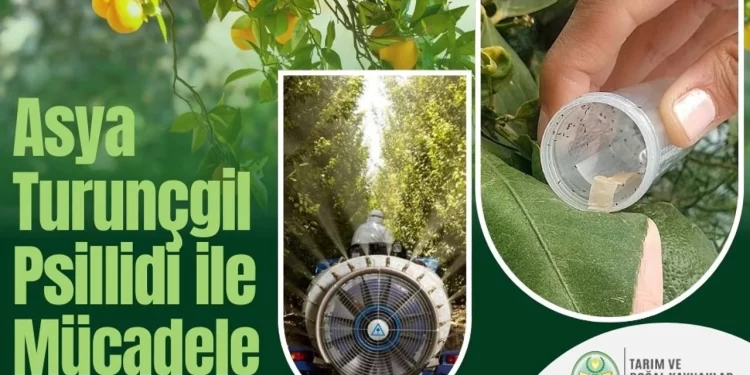 Turunçgil zararlısı için biyolojik mücadele çalışmaları sürüyor