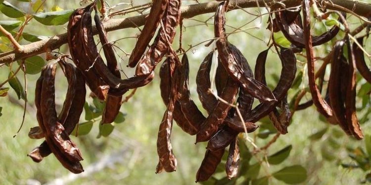 Girne’de harnup hasadı 15 Ağustos’ta