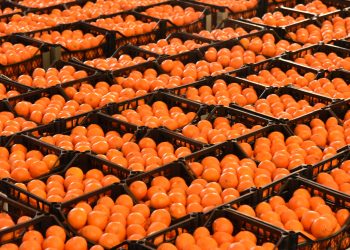 Valensiya üreticilerine duyuru