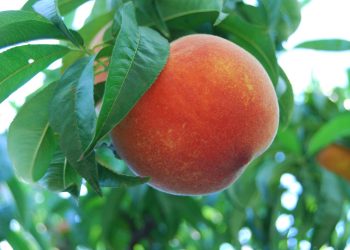 Bursa şeftalisi AB’den coğrafi işaret tescili aldı