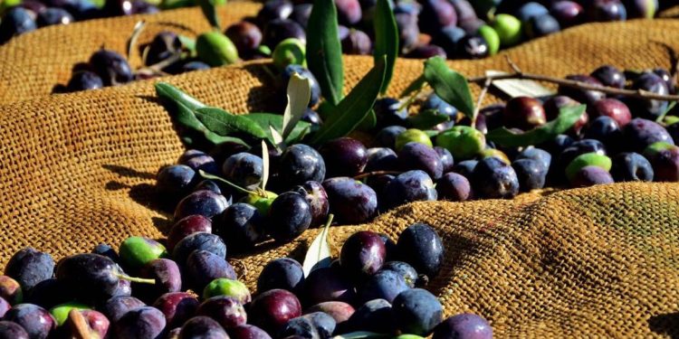 Zeytin ve zeytin ürünleri işletmelerin kayıt zorunluluğu hatırlatıldı