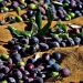 Zeytin ve zeytin ürünleri işletmelerin kayıt zorunluluğu hatırlatıldı