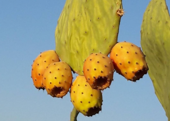 Babutsa ve hurmada tavsiye dışı, çeri domateste limit üstü bitki koruma ürünü tespit edildi