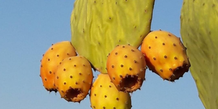 Babutsa ve hurmada tavsiye dışı, çeri domateste limit üstü bitki koruma ürünü tespit edildi