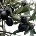 Gazimağusa’da Gemlik zeytin hasadı başlama tarihi 2 Eylül