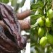 Güzelyurt’ta zeytin ve harup hasadına başlama tarihleri açıklandı