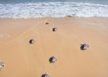Karşıyaka Güzelyalı Halk Plajı’nda yarın 5. Caretta Caretta Şenliği düzenleniyor