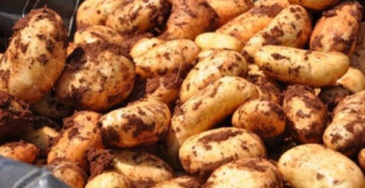 İlkbahar patates satışları yarından itibaren başlıyor
