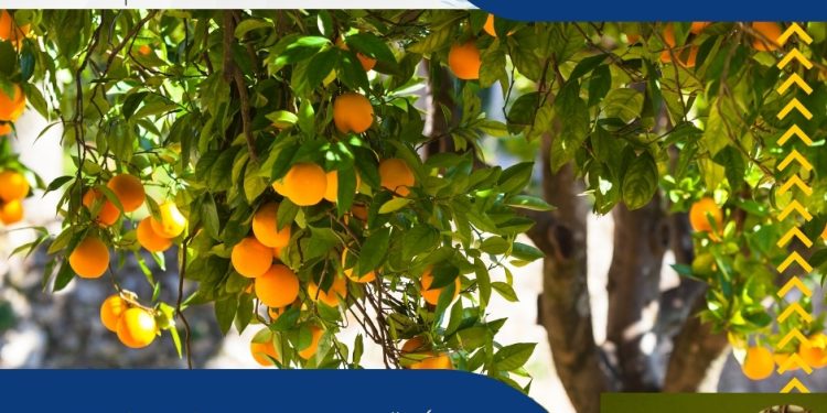 Turunçgil yeşillenme hastalığı ile ilgili bilgilendirme toplantısı düzenleniyor