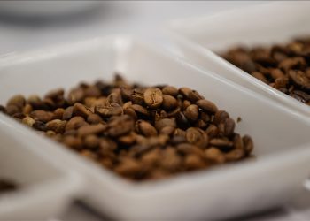 İklim değişikliğinin kahve üretim alanlarını da değiştirmesi bekleniyor