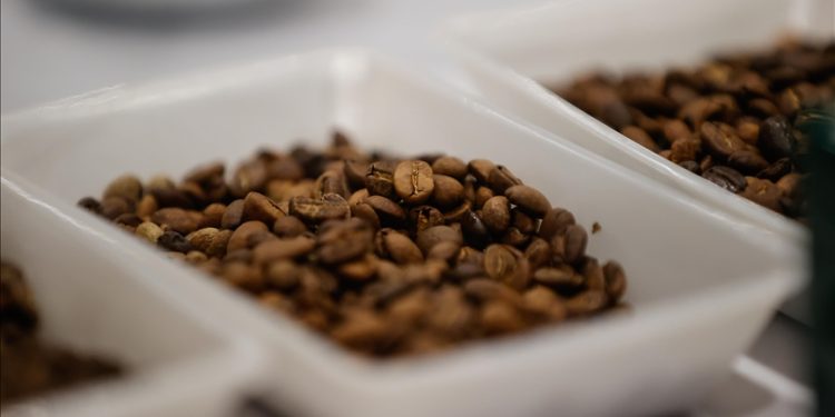 İklim değişikliğinin kahve üretim alanlarını da değiştirmesi bekleniyor