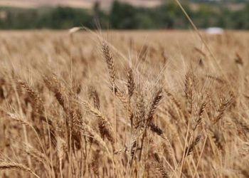 Küresel ısınma nedeniyle buğdayın artık ekim yerine kasımda ekilmesi öneriliyor