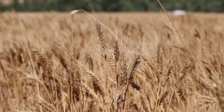 Küresel ısınma nedeniyle buğdayın artık ekim yerine kasımda ekilmesi öneriliyor