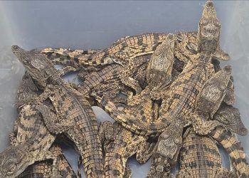 Sabiha Gökçen Havalimanı’nda yolcunun valizinden 17 timsah çıktı