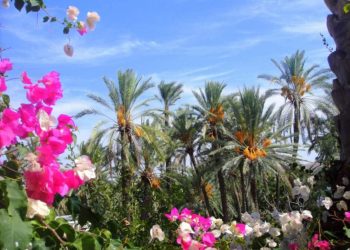 Lefke Hurma Festivali yarın yapılıyor