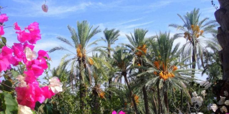 Lefke Hurma Festivali yarın yapılıyor