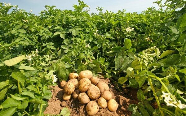 Esnaf ve Zanaatkarlar Odası’ndan patates fiyatlarına tepki: “130-140TL’ye satılan patates bu ülkenin iflasıdır”